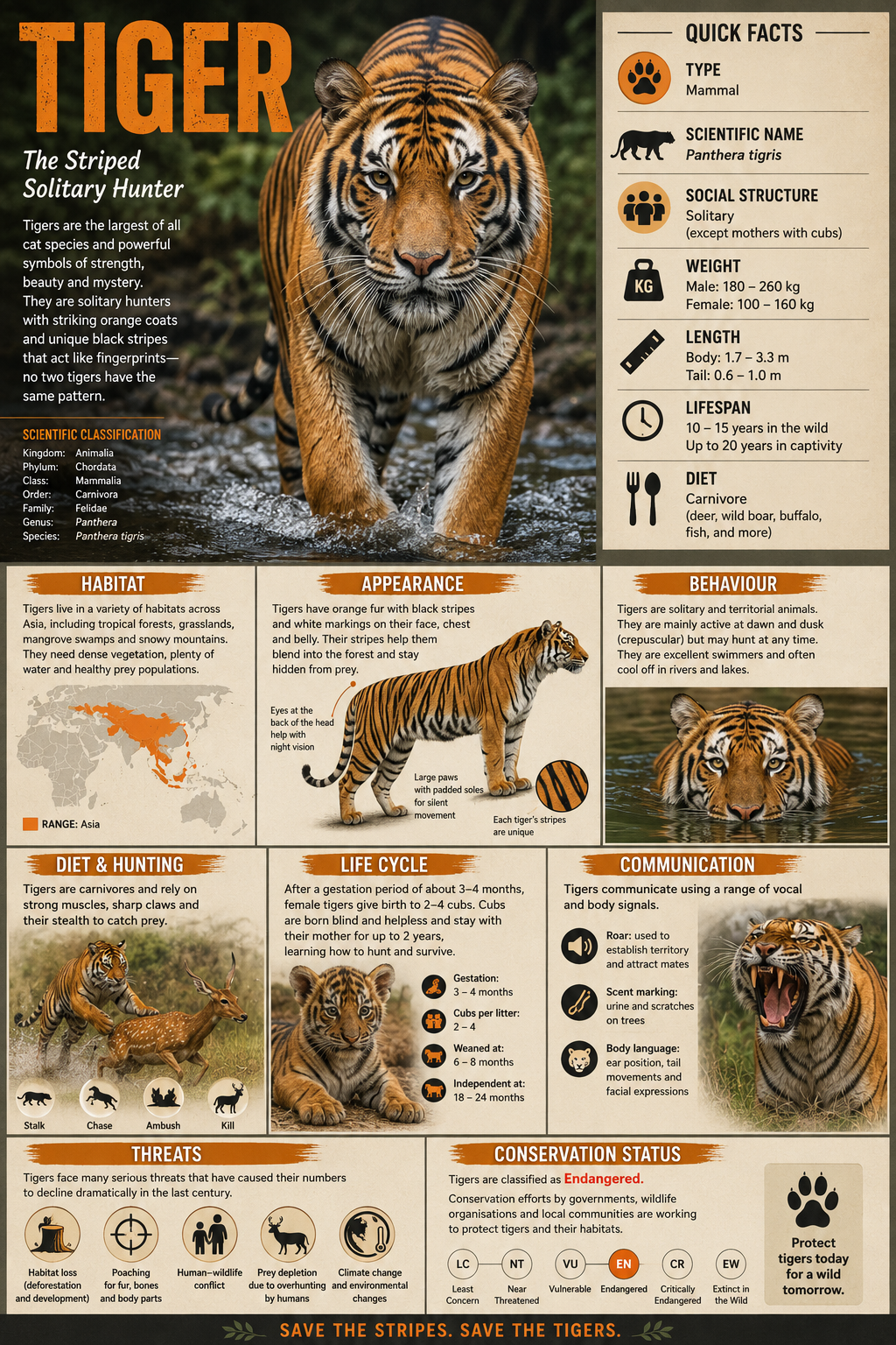 Tiger Fact File